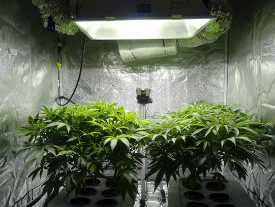 Cannabis-Grow-House-Inspection